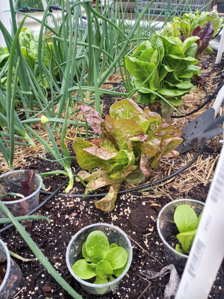 Succession planted lettuces - early, mid, and pre-bolting stages