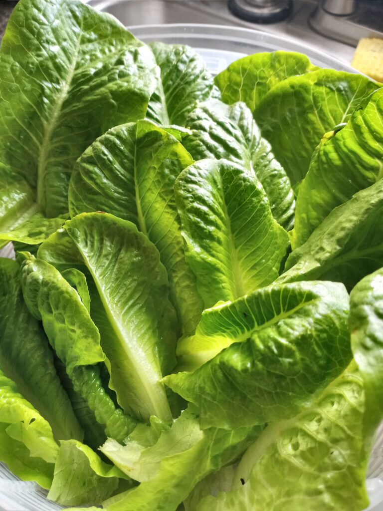 Bolted Lettuce Leaves washed in Baking Soda solution