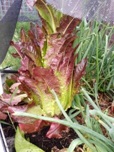 A Red Lettuce Plant about to bolt